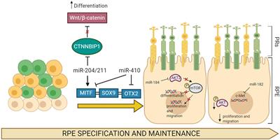 The Impact of miRNAs in Health and Disease of Retinal Pigment Epithelium